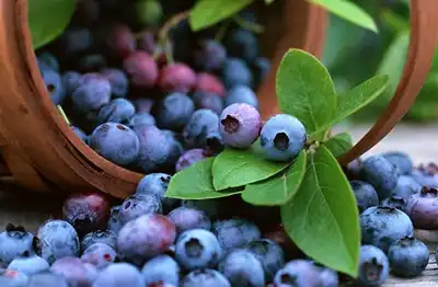 Do you know about this natural active ingredient for whitening and anti-aging? —— Pterostilbene powder